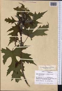 Acer saccharinum L., America (AMER) (United States)