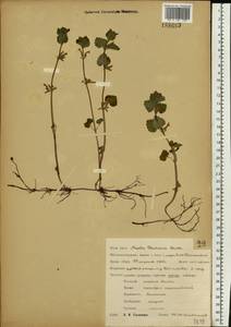 Glechoma hederacea L., Eastern Europe, Central forest-and-steppe region (E6) (Russia)