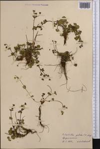 Potentilla crantzii subsp. gelida (C.A.Mey.) Soják, Middle Asia, Pamir & Pamiro-Alai (M2) (Tajikistan)