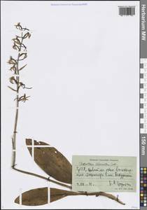 Platanthera chlorantha (Custer) Rchb., Caucasus, Georgia (K4) (Georgia)