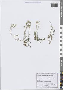 Cerastium beeringianum Cham. & Schltdl., Siberia, Central Siberia (S3) (Russia)