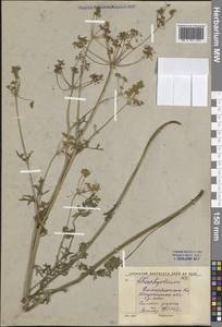 Aulacospermum tianschanicum (Korovin) C. Norman, Middle Asia, Western Tian Shan & Karatau (M3) (Uzbekistan)