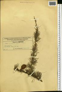 Larix decidua var. polonica (Racib. ex Wóycicki) Ostenf. & Syrach, Eastern Europe, Central region (E4) (Russia)
