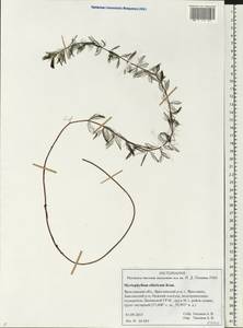 Myriophyllum sibiricum Kom., Eastern Europe, Central forest region (E5) (Russia)