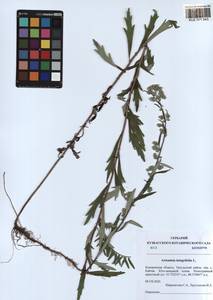 Artemisia integrifolia L., Siberia, Altai & Sayany Mountains (S2) (Russia)