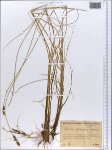 Carex diandra Schrank, Eastern Europe, Northern region (E1) (Russia)
