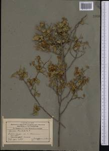 Spiraea trilobata L., Middle Asia, Western Tian Shan & Karatau (M3) (Kyrgyzstan)