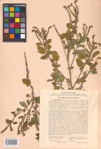 Heliotropium europaeum L., Eastern Europe, South Ukrainian region (E12) (Ukraine)