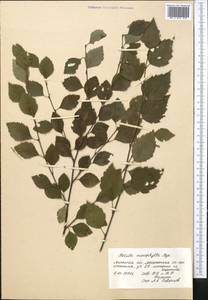 Betula microphylla Bunge, Botanic gardens and arboreta (GARD) (Russia)