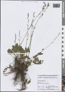 Rumex acetosa L., Siberia, Central Siberia (S3) (Russia)