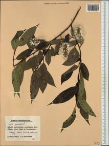 Salix pentandra L., Western Europe (EUR) (Poland)