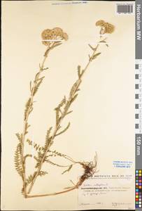 Achillea millefolium L., Eastern Europe, North Ukrainian region (E11) (Ukraine)