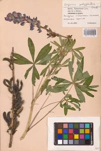 Lupinus polyphyllus Lindl., Eastern Europe, Lithuania (E2a) (Lithuania)