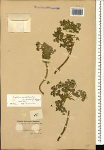 Euphorbia marschalliana subsp. woronowii (Grossh.) Prokh., Caucasus, Azerbaijan (K6) (Azerbaijan)