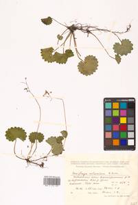 Micranthes nelsoniana subsp. nelsoniana, Siberia, Russian Far East (S6) (Russia)