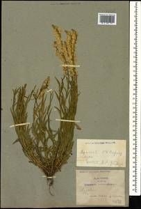 Polygala comosa Schkuhr, Caucasus, Armenia (K5) (Armenia)