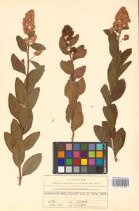 Spiraea salicifolia L., Siberia, Russian Far East (S6) (Russia)