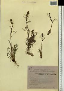 Artemisia borealis Pall., Siberia, Chukotka & Kamchatka (S7) (Russia)
