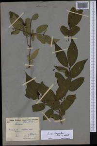 Lonicera chrysantha Turcz., Eastern Europe, Moscow region (E4a) (Russia)