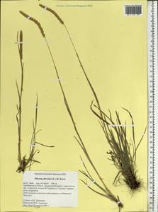 Phleum phleoides (L.) H.Karst., Eastern Europe, Eastern region (E10) (Russia)