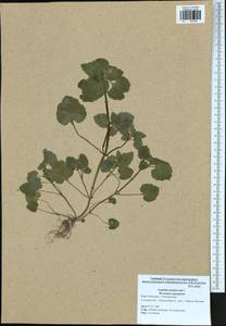 Lamium purpureum L., Eastern Europe, Central region (E4) (Russia)