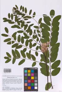 Robinia viscosa Michx. ex Vent., Eastern Europe, Moscow region (E4a) (Russia)