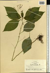 Impatiens parviflora DC., Eastern Europe, Moscow region (E4a) (Russia)