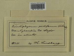 Cirriphyllum piliferum (Hedw.) Grout, Bryophytes, Bryophytes - Western Europe (BEu) (Finland)