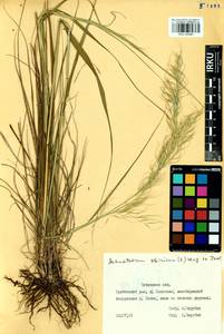 Achnatherum sibiricum (L.) Keng ex Tzvelev, Siberia, Baikal & Transbaikal region (S4) (Russia)