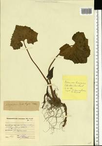 Petasites radiatus (J. F. Gmel.) J. Toman, Eastern Europe, Northern region (E1) (Russia)