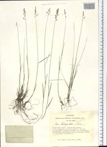 Poa attenuata Trin., Siberia, Altai & Sayany Mountains (S2) (Russia)
