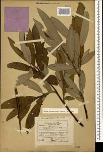 Salix kusnetzowii Lacksch. ex Görz, Caucasus, Georgia (K4) (Georgia)
