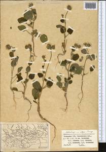 Heliotropium olgae Bunge, Middle Asia, Syr-Darian deserts & Kyzylkum (M7) (Kazakhstan)