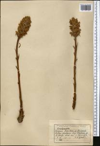 Orobanche, Middle Asia, Western Tian Shan & Karatau (M3) (Kazakhstan)