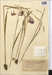 Gladiolus imbricatus L., Middle Asia, Caspian Ustyurt & Northern Aralia (M8) (Kazakhstan)