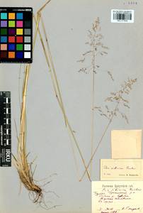 Poa sibirica Roshev., Siberia, Baikal & Transbaikal region (S4) (Russia)