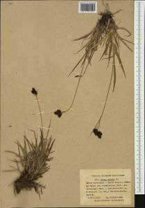 Carex atrata L., Western Europe (EUR) (Poland)