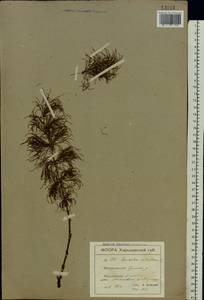 Equisetum sylvaticum L., Eastern Europe, North Ukrainian region (E11) (Ukraine)