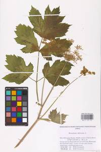 Heracleum sphondylium subsp. sibiricum (L.) Simonk., Eastern Europe, Northern region (E1) (Russia)