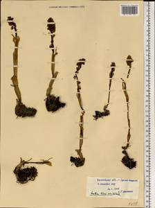 Neottia nidus-avis (L.) Rich., Eastern Europe, Middle Volga region (E8) (Russia)