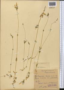 Dichodon perfoliatum (L.) Á. Löve & D. Löve, Middle Asia, Syr-Darian deserts & Kyzylkum (M7) (Uzbekistan)