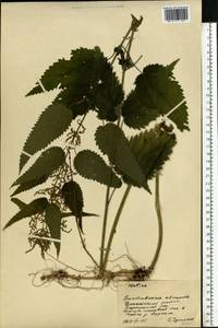 Urtica dioica L., Eastern Europe, North Ukrainian region (E11) (Ukraine)