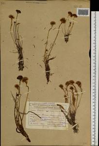 Rhodiola algida (Ledeb.) Fisch. & C. A. Mey., Siberia, Altai & Sayany Mountains (S2) (Russia)