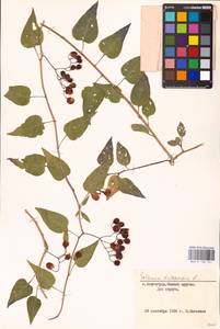 MHA 0 158 721, Solanum dulcamara L., Eastern Europe, Lower Volga region (E9) (Russia)