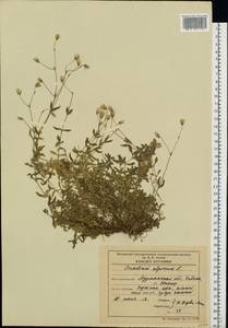 Cerastium alpinum L., Eastern Europe, Northern region (E1) (Russia)