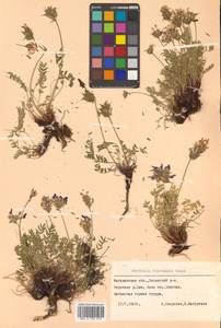 Oxytropis ochotensis Bunge, Siberia, Chukotka & Kamchatka (S7) (Russia)