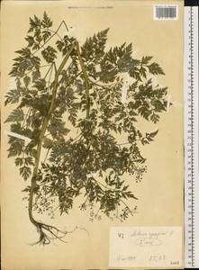 Aethusa cynapium L., Eastern Europe, West Ukrainian region (E13) (Ukraine)