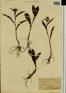 Dactylorhiza aristata (Fisch. ex Lindl.) Soó, Siberia, Chukotka & Kamchatka (S7) (Russia)
