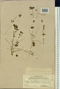 Chrysosplenium kamtschaticum Fisch. ex DC., Siberia, Chukotka & Kamchatka (S7) (Russia)