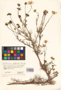Tripleurospermum inodorum (L.) Sch.-Bip, Eastern Europe, Lithuania (E2a) (Lithuania)